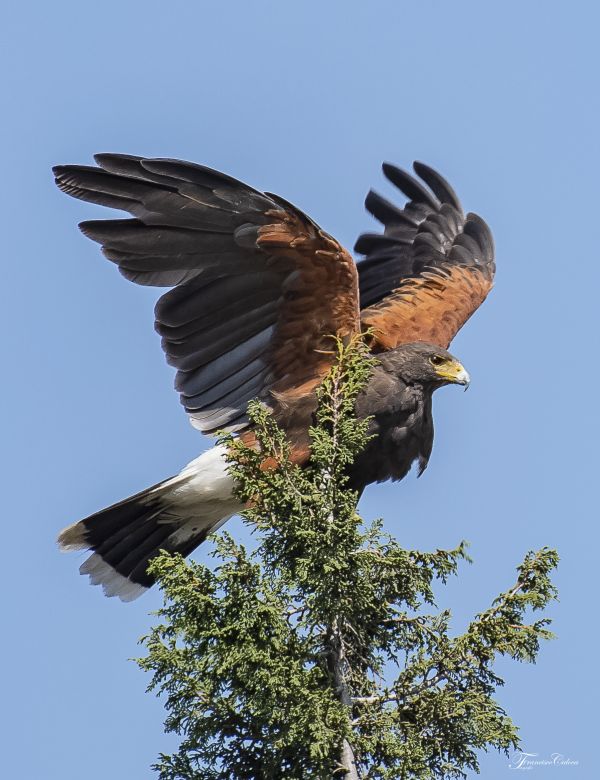 foto:Francisco Salomon Caloca Torres - lo hecho en México