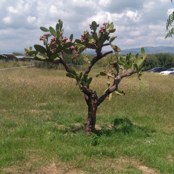 foto:Edwin Jesus Alonso - lo hecho en México