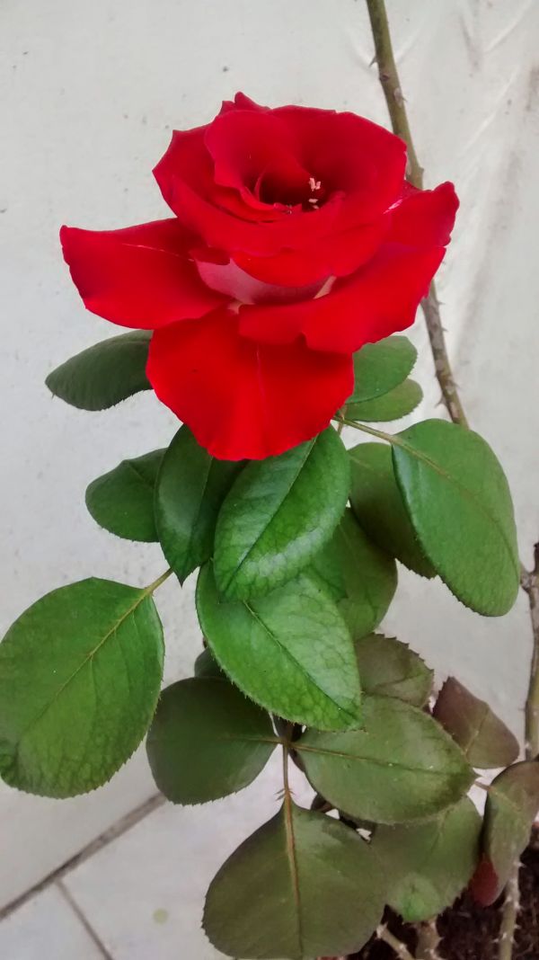 foto:Dora Inés González Arjona - lo hecho en México