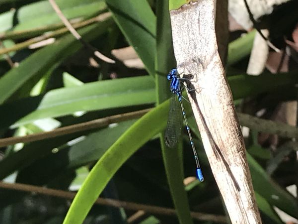 foto:Abelardo Millan Valdivia Martin - lo hecho en México