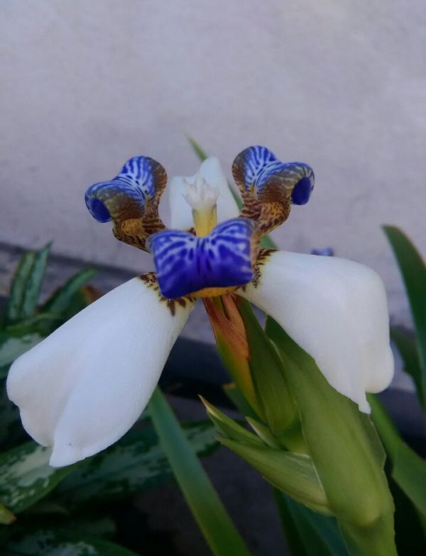 foto:Dora Inés González Arjona - lo hecho en México