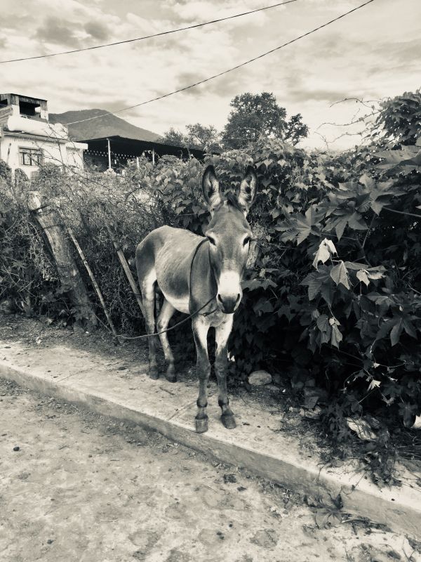 foto:Monica  Gutierrez Ramirez - lo hecho en México