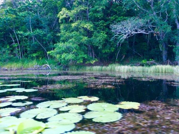 foto:Eddy Corona  Avila - lo hecho en México
