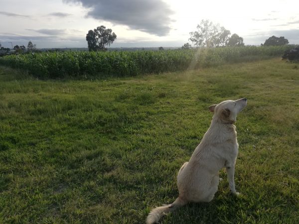foto:David Paul  Cordero Chavarria  - lo hecho en México