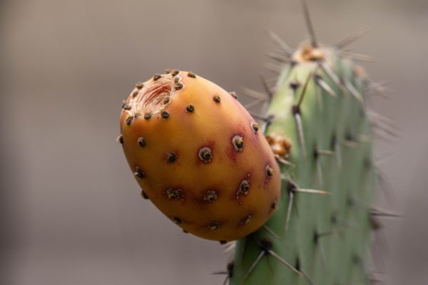 foto:FRANCISCO ESPARZA TOVAR - lo hecho en México