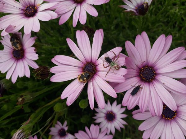 foto:Diana Concepción Manzanares Jimenez - lo hecho en México