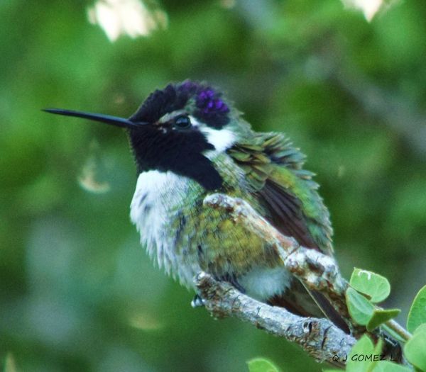 foto:JORGE ANTONIO GOMEZ LEYVA - lo hecho en México
