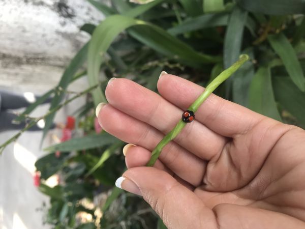 foto:Diana Mata Rua - lo hecho en México