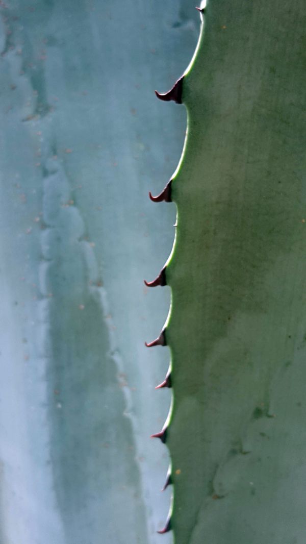 foto:Martha Elena Hegewisch Orozco - lo hecho en México