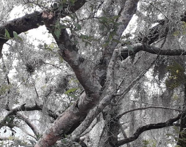 foto:DIEGO ARMANDO BERMUDEZ RODRIGUEZ  - lo hecho en México