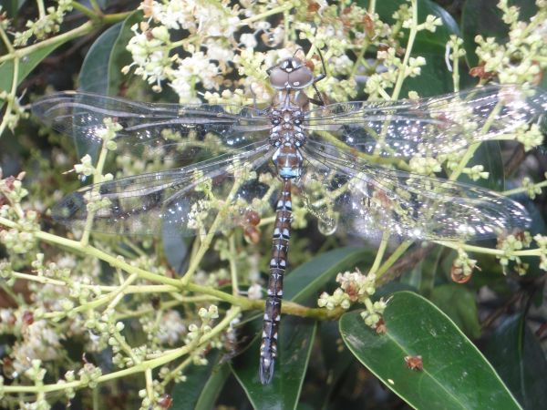 foto:Leopoldo Herrera De Vicente - lo hecho en México