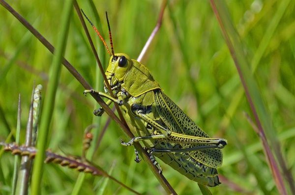 foto:Priscila Elizabeth Martínez Aguilar - lo hecho en México