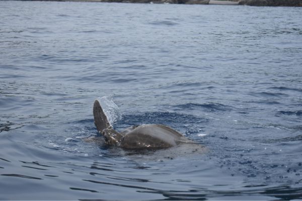 foto:Natalia  Ibarra  Figueroa  - lo hecho en México