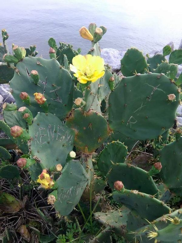 foto:MARINA FRANCISCA BUENO GONZÁLEZ - lo hecho en México