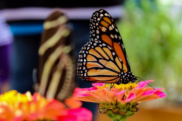 foto:Jorge Armando  Ramírez  Alva  - lo hecho en México