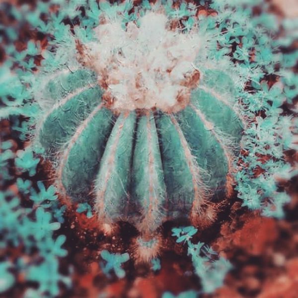 foto:JOSÉ ALBERTO AGUAYO PLACITA - lo hecho en México