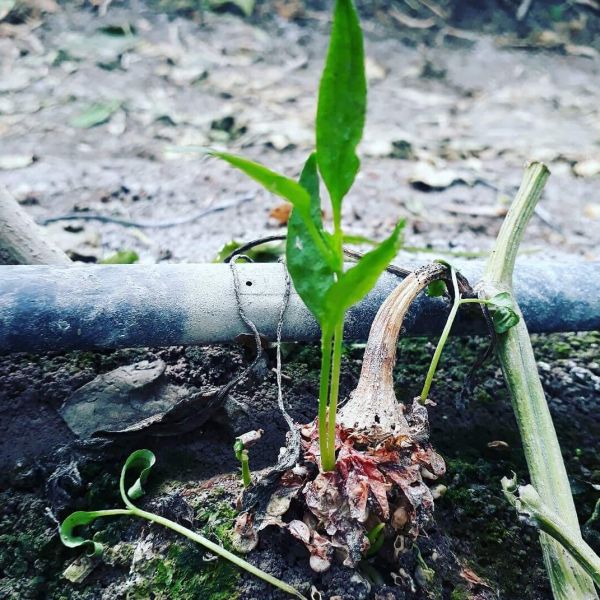 foto:Biridiana Martinez Rosales - lo hecho en México