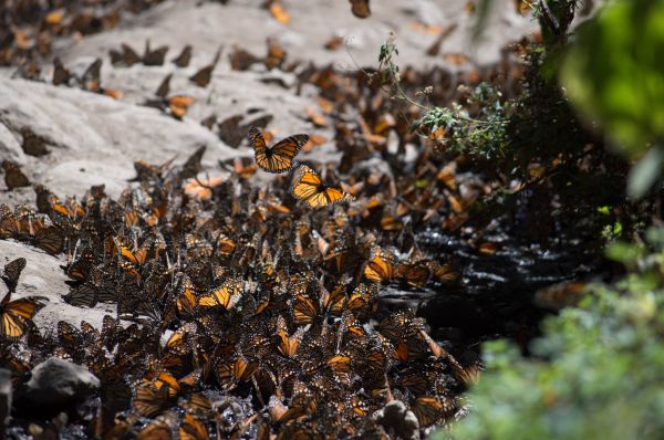 foto:José Pablo Payró Romero - lo hecho en México