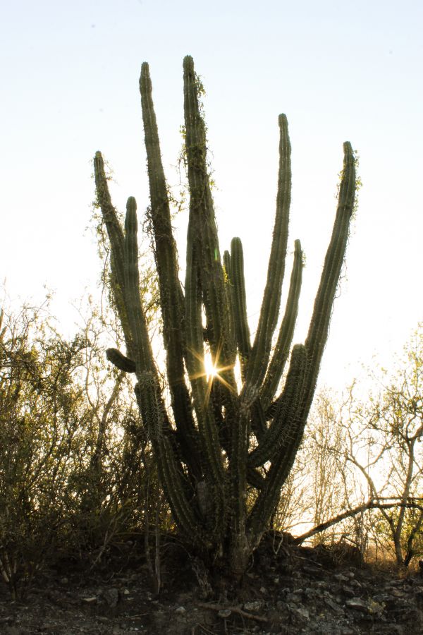 foto:Samuel  Enns Kauenhofen - lo hecho en México