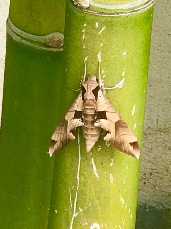 foto:Blanca Chávez García  - lo hecho en México