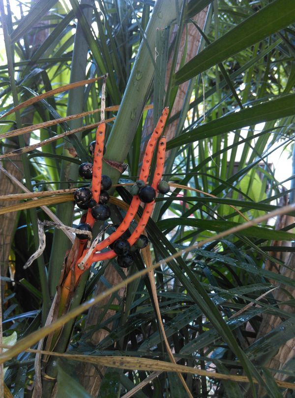 foto:Néstor Rodrigo Gómez Montes - lo hecho en México