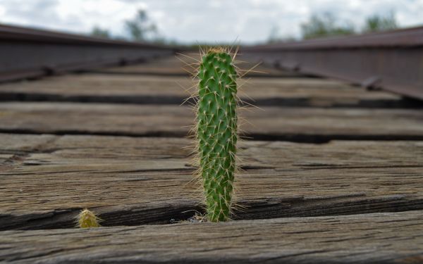 foto:Samuel Alberto  García  García  - lo hecho en México