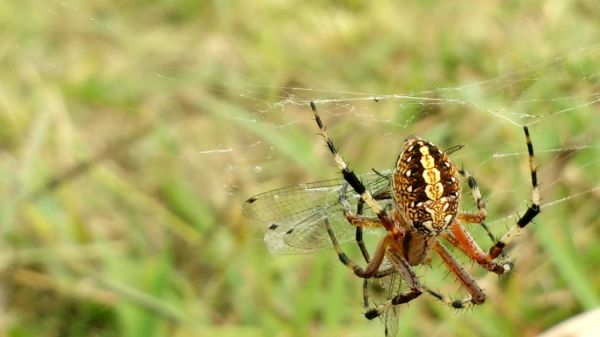 foto:Carlos Arturo Hernández Hernández - lo hecho en México