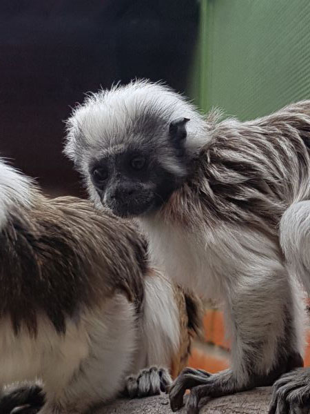 foto:Hector Arevalo Anaya - lo hecho en México