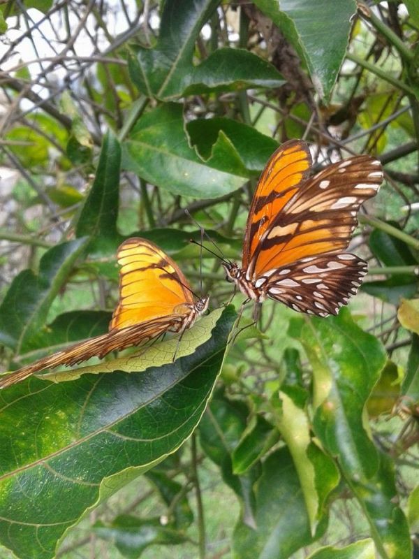 foto:Miguel Ángel  Morales Benitez - lo hecho en México
