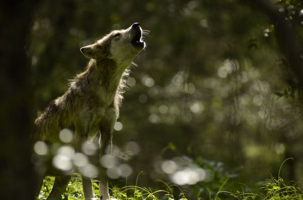 foto:Juan Carlos Martínez Montes - lo hecho en México