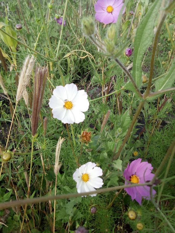 foto:Cecilia Gabriela Cruz Paredes - lo hecho en México