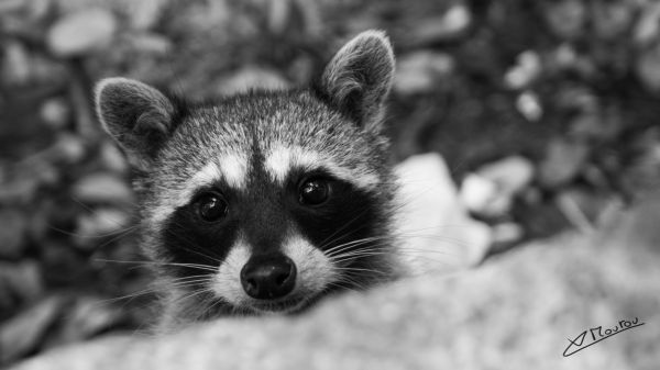 foto:Xavier Moutoucarpin Brousseau - lo hecho en México