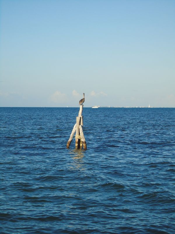 foto:Felipe Delgadillo  Salazar - lo hecho en México