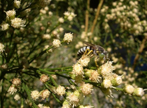 foto:Mar Flores Moreno - lo hecho en México