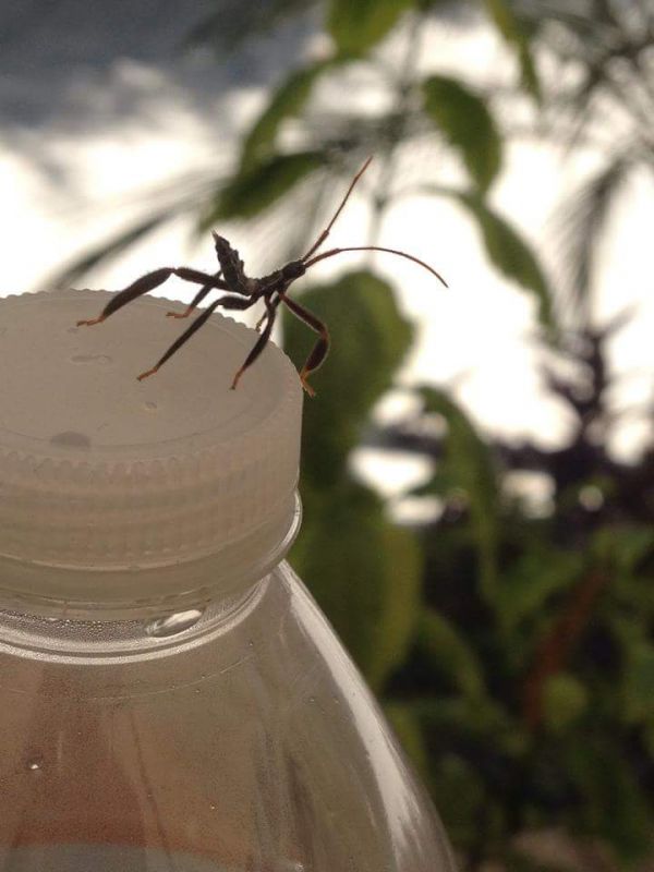 foto:Gonzalo Manzano Valdez - lo hecho en México