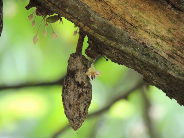 foto:María Esther Baeza Flores - lo hecho en México