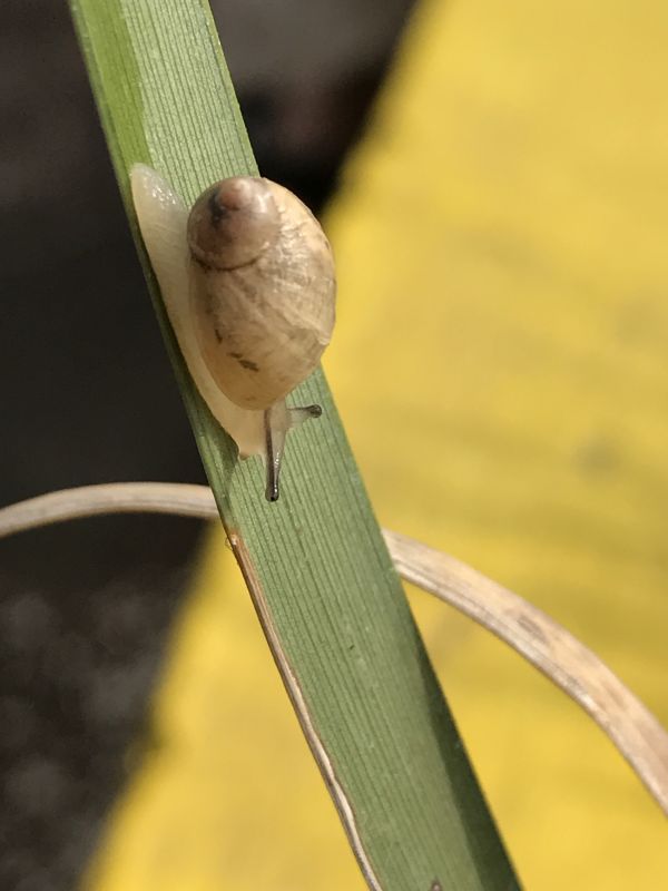foto:CARLOS REYNOSO MORALES - lo hecho en México