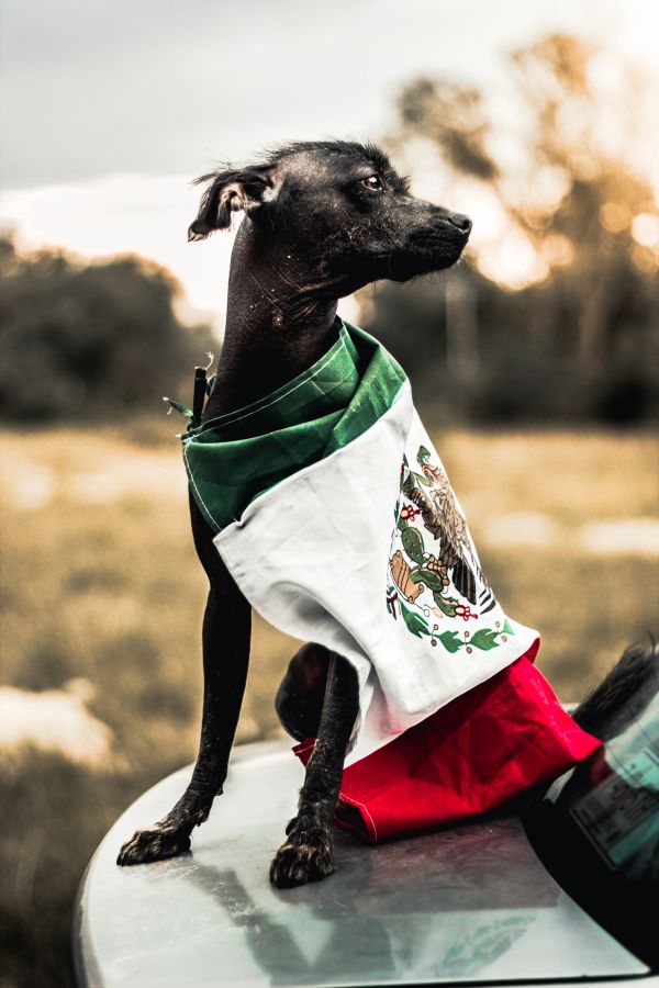 foto:Julio Miguel Gomez Mncayo  - lo hecho en México