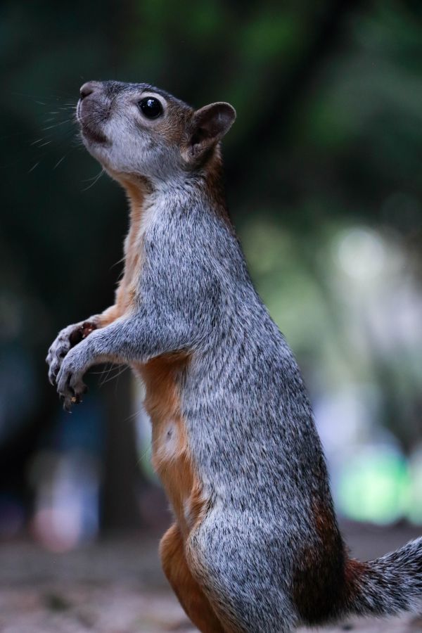 foto:Angel Daniel Cruz  Conde - lo hecho en México
