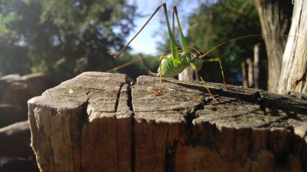 foto:Gustavo  Fernández  Martínez  - lo hecho en México