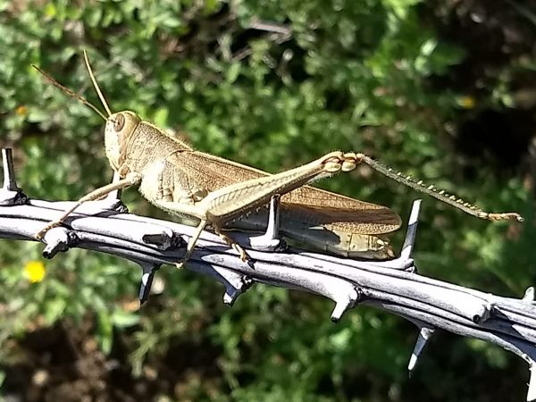foto:Tezza  Romanof Saldivar  - lo hecho en México