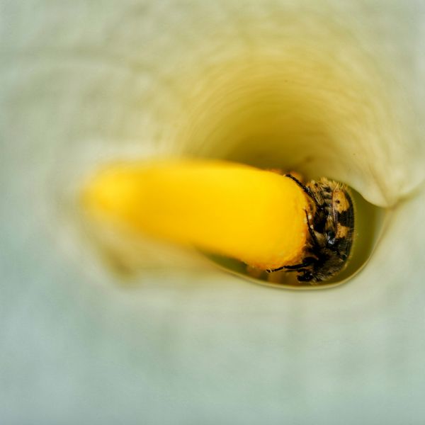 foto:Gamaliel Fregoso Castillo - lo hecho en México