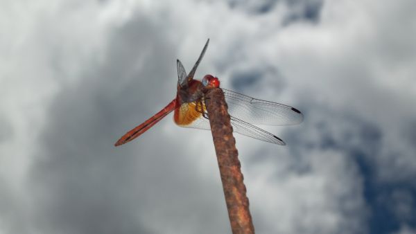 foto:jose angel rodriguez olivares - lo hecho en México