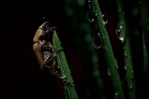foto:Humberto Jared  Lacayo  Ramirez - lo hecho en México