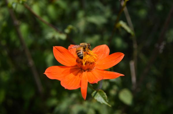 foto:Jaime Hugo Gomez  Plata - lo hecho en México