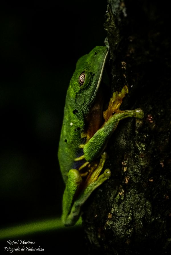 foto:RAFAEL ALEJANDRO MARTINEZ  ORTIZ - lo hecho en México