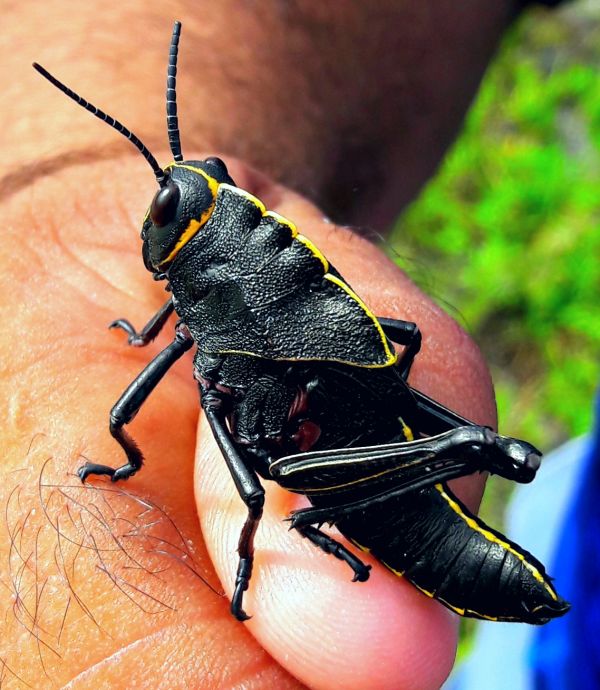 foto:David Omar Duarte Aranda - lo hecho en México