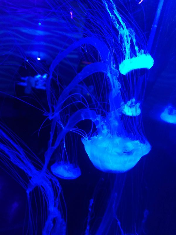 foto:CAREM  AYALA AFANADOR - lo hecho en México