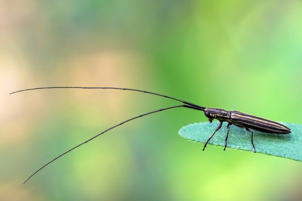 foto:Eduardo Axel Recillas Bautista - lo hecho en México