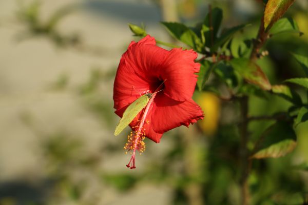 foto:Jose Alberto Lara Del Angel - lo hecho en México